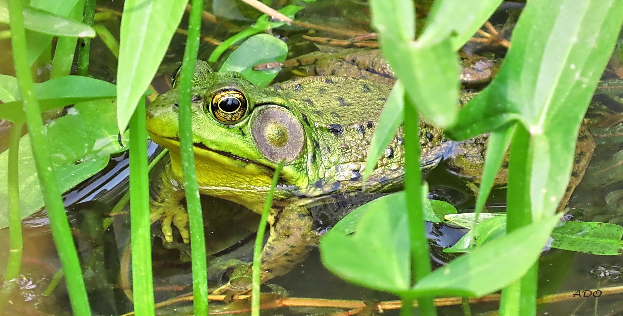 ma première grenouille