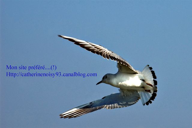 Ma première mouette en vol