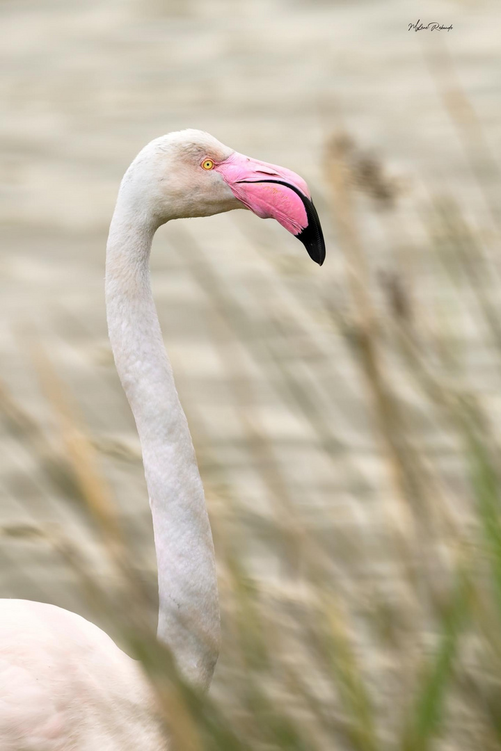 Ma première photo de mon w-e Camarguais 