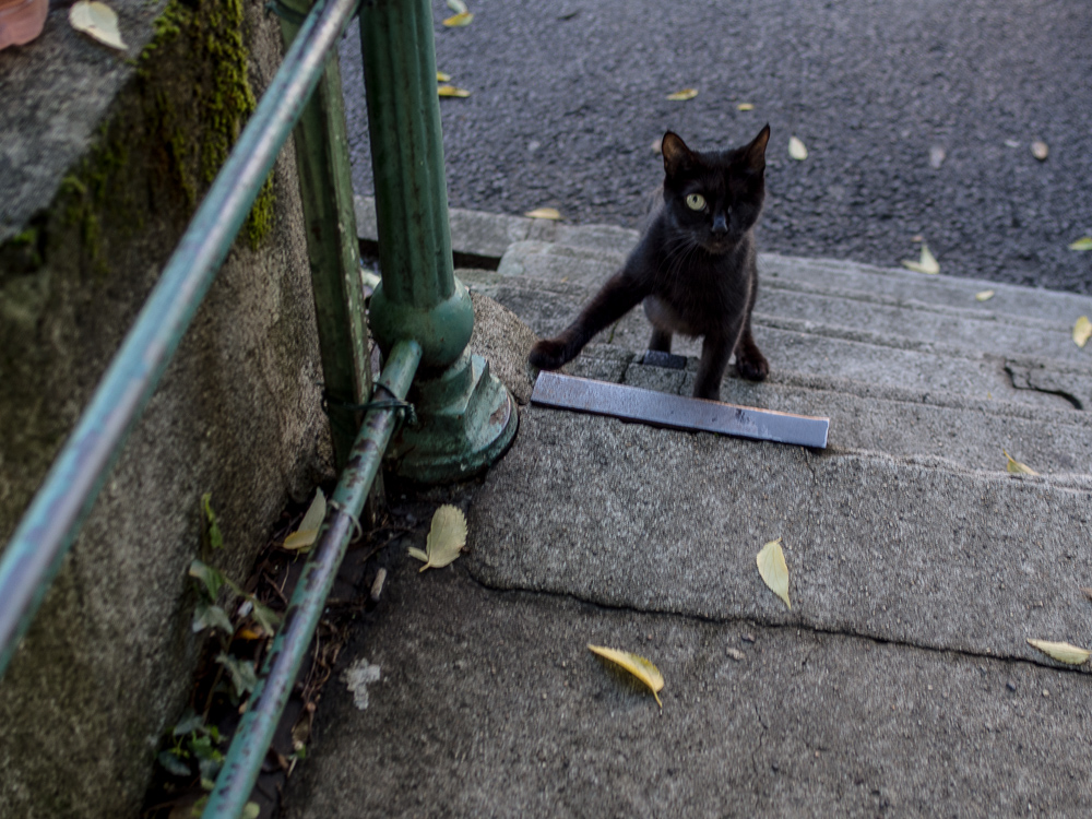 ma première rencontre avec le chat noir