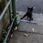 ma première rencontre avec le chat noir