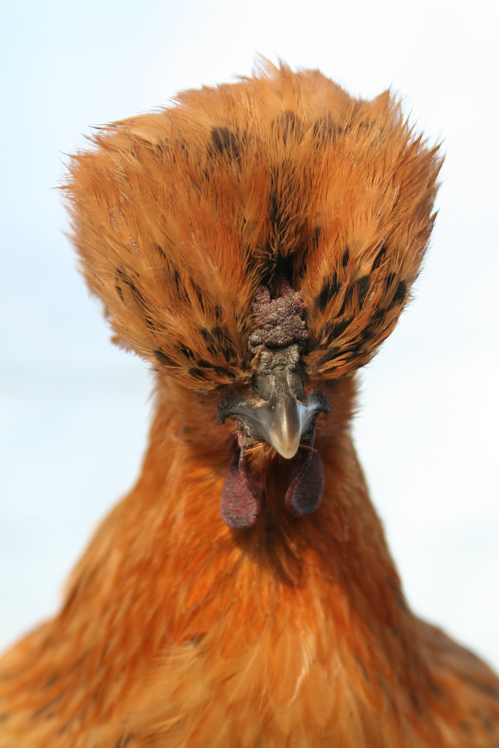 ma ptite poule rousse