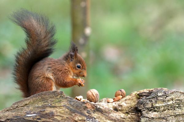 MA PUCE BEBE chipette