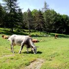 Ma région ... l'Espérou 