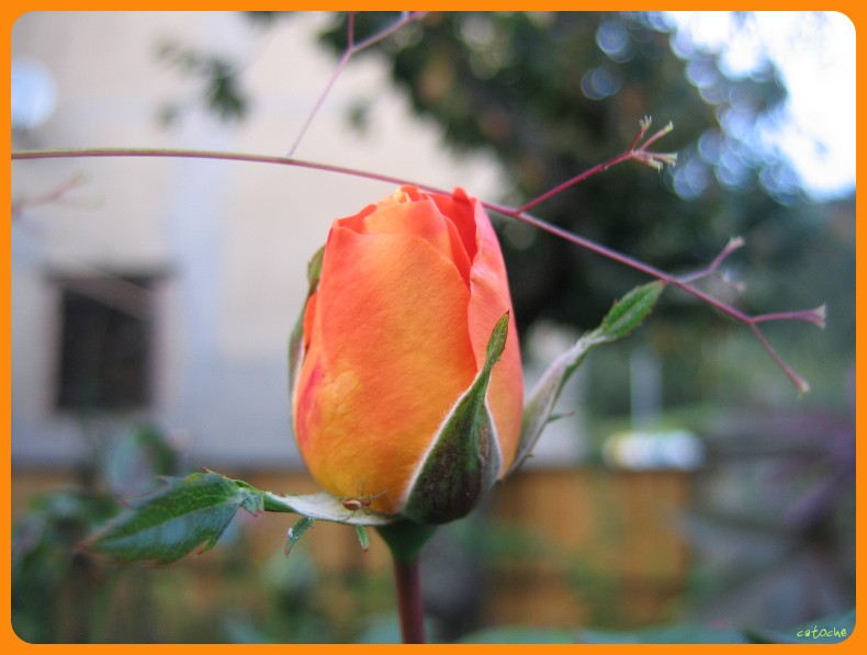 ma rose et son araignée