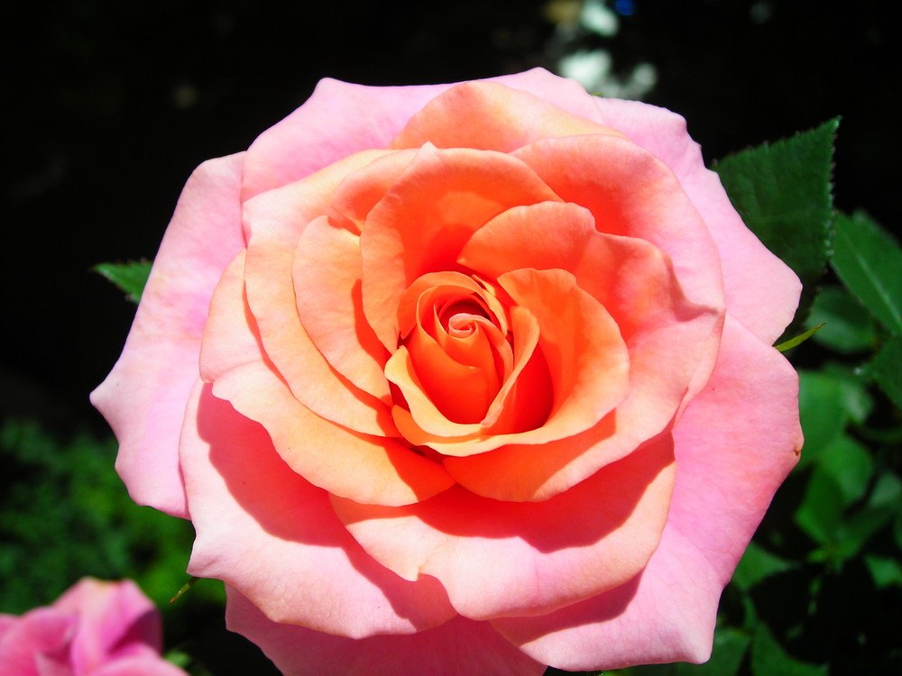 Ma rose orangée !