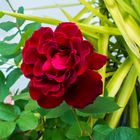 ma rose rouge