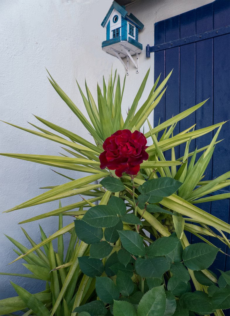 ma rose rouge dans son décor 