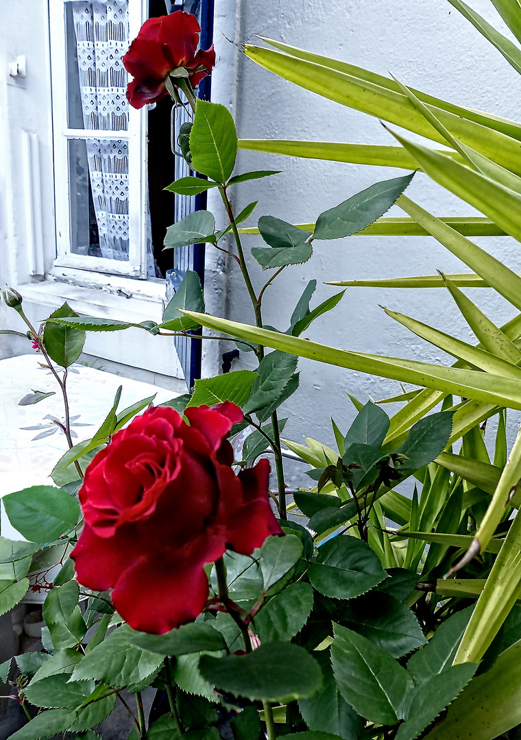 ma rose ruge et sa petite soeur disant coucou à ma fenêtre