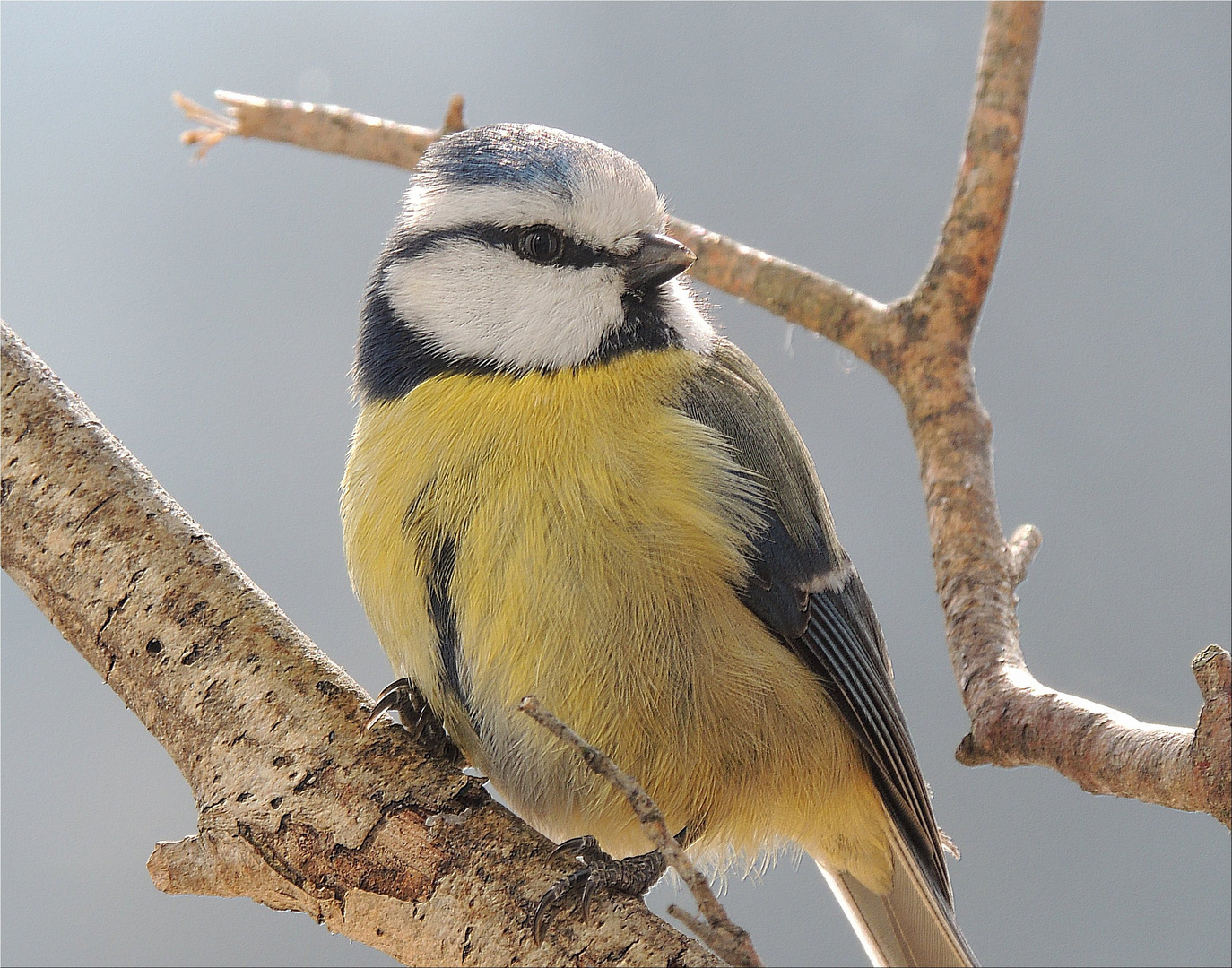 Ma voisine la mésange