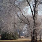 Mañana de invierno