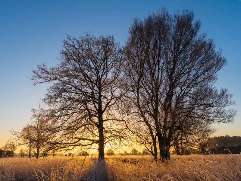 Mañana de invierno II