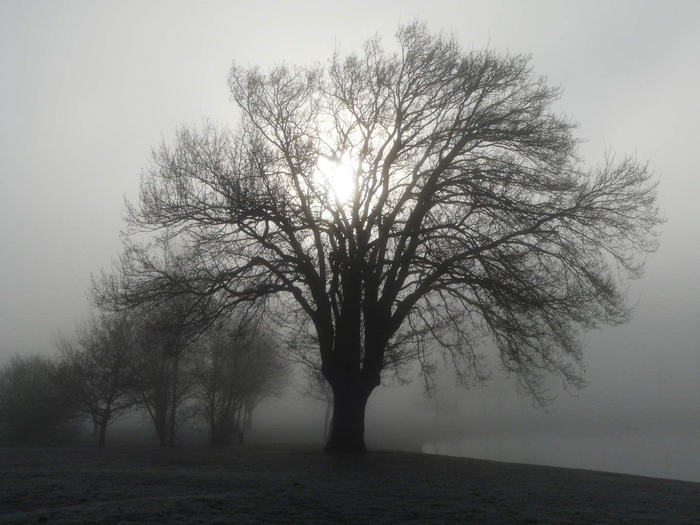 Mañana de niebla