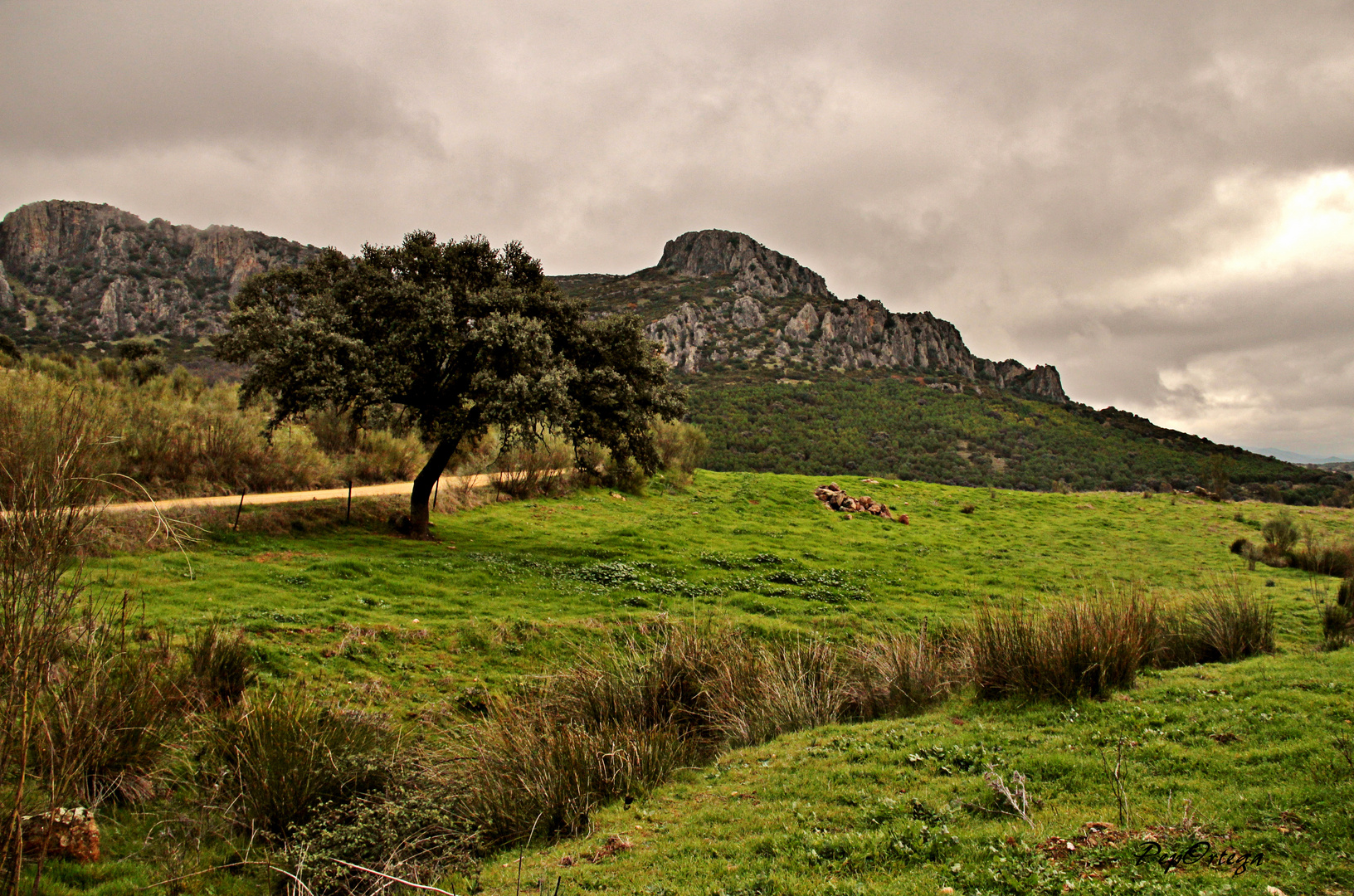 Mañana de niebla