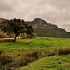 Mañana de niebla