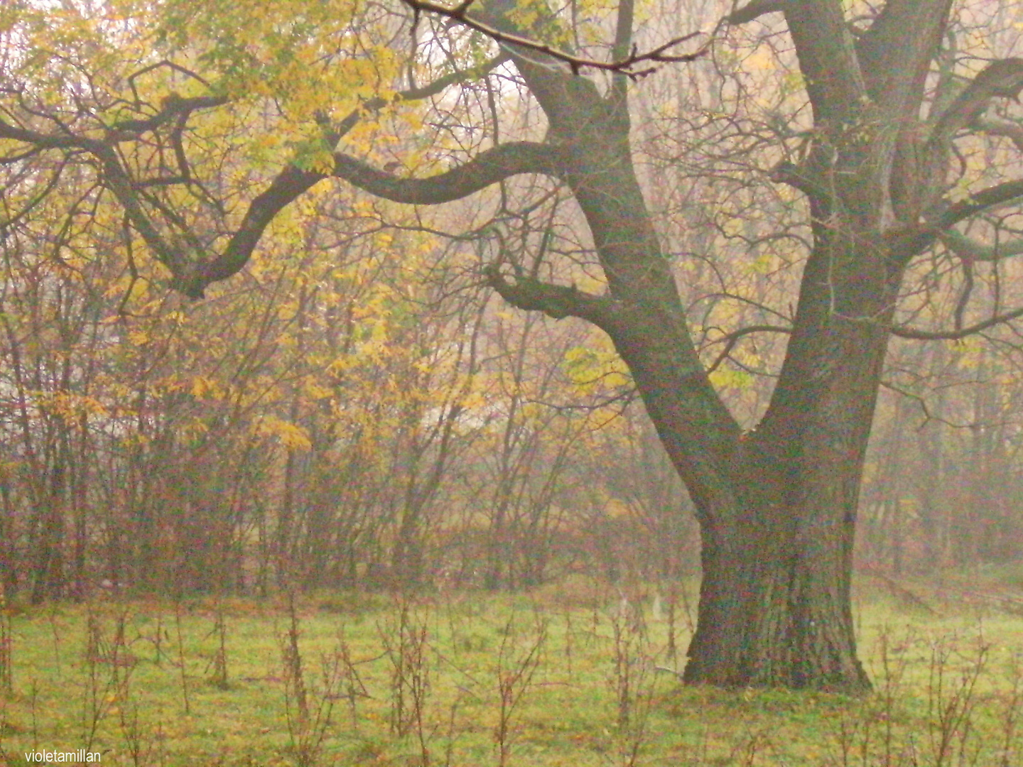 MAÑANA DE OTOÑO,EN EL CAMPO