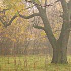 MAÑANA DE OTOÑO,EN EL CAMPO