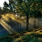 Mañanita de niebla