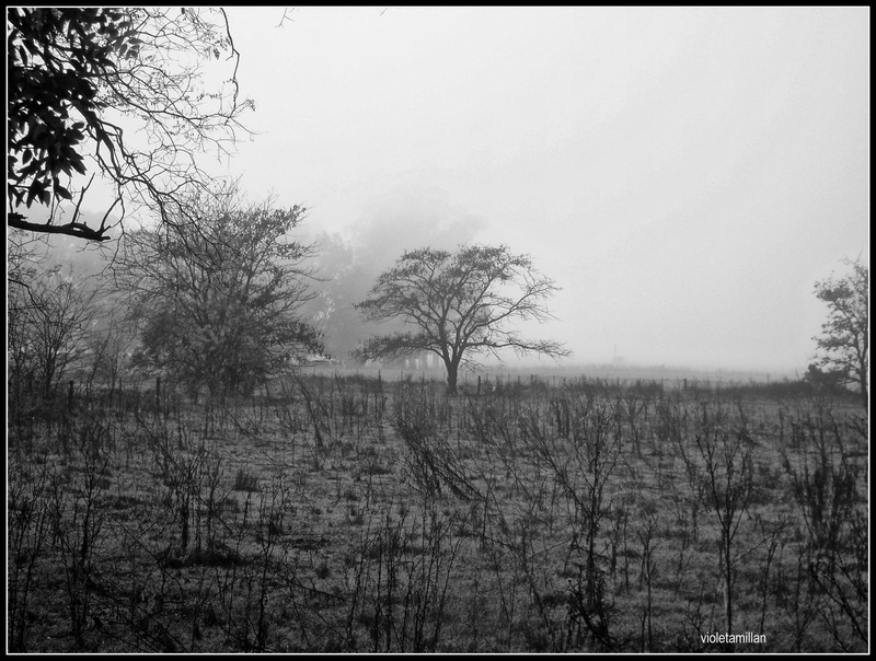 MAÑANITAS CON NIEBLA Y FRIO