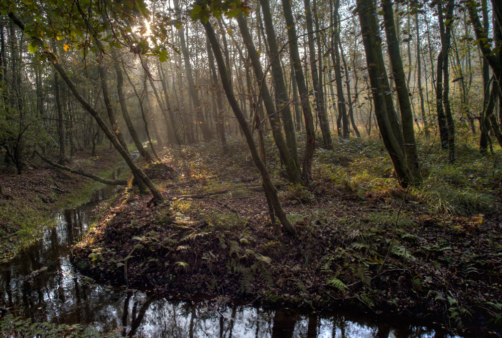 Maas-Schwalm-Nette am Morgen (1)