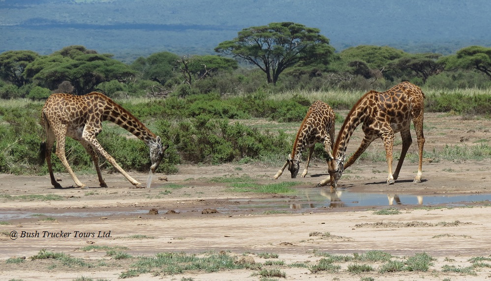 Maasai Giraffen im Amboseli Nationalpark