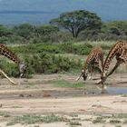 Maasai Giraffen im Amboseli Nationalpark