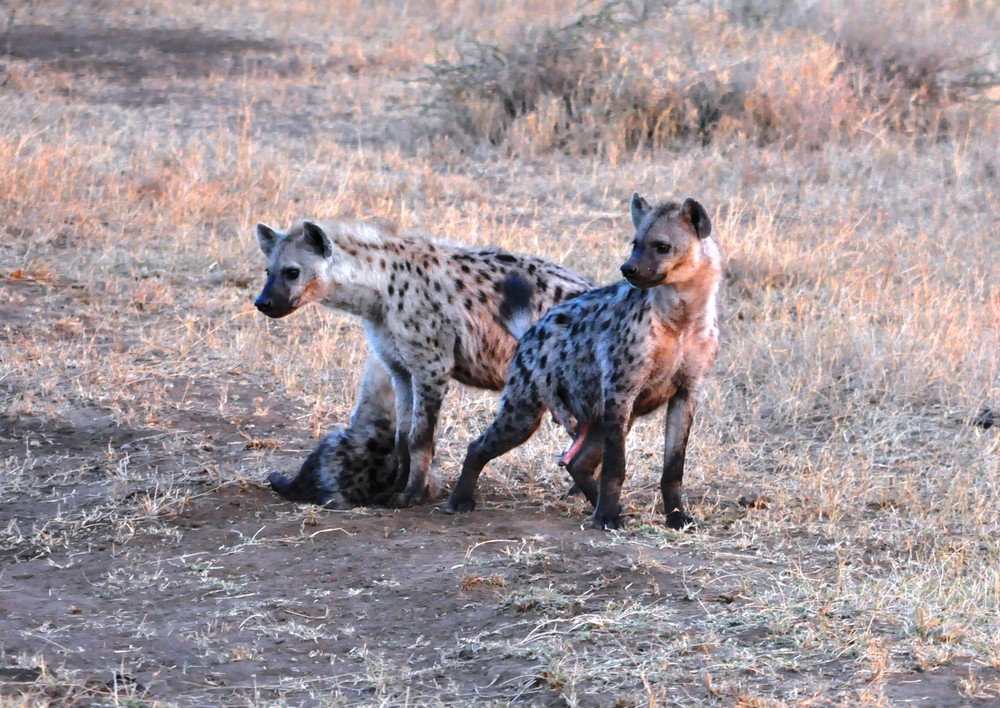 Maasai Hyena Family (spotted hyena)