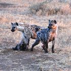 Maasai Hyena Family (spotted hyena)