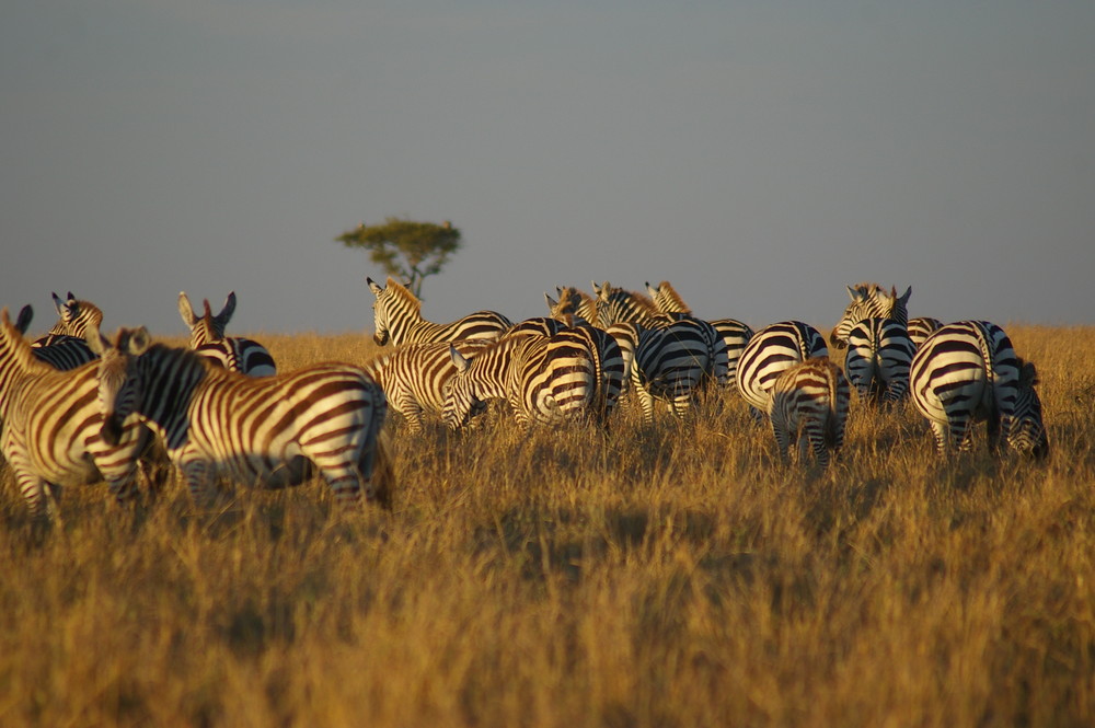 Maasai Mara