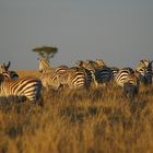 Maasai Mara