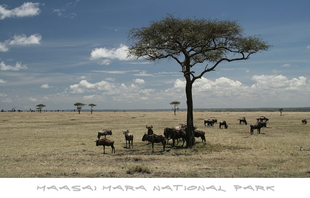 Maasai Mara