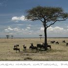 Maasai Mara