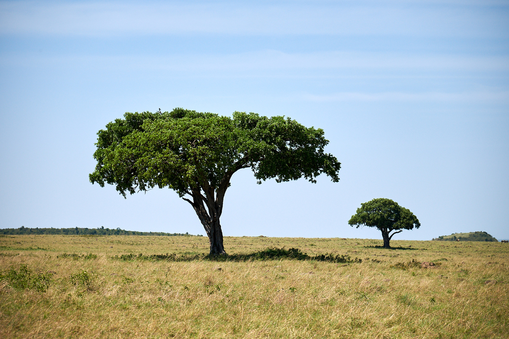 Maasai Mara 