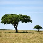 Maasai Mara 