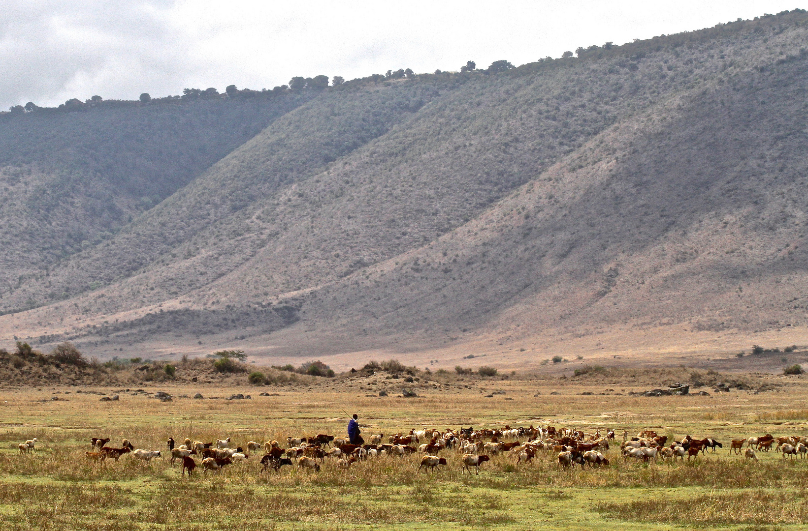 Maasai mit Schafherde