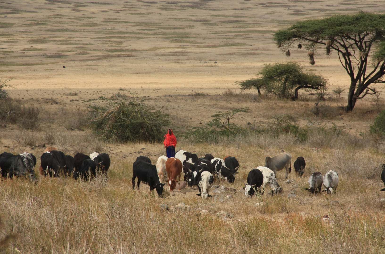 Maasai mit seiner Herde