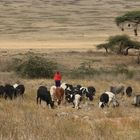 Maasai mit seiner Herde