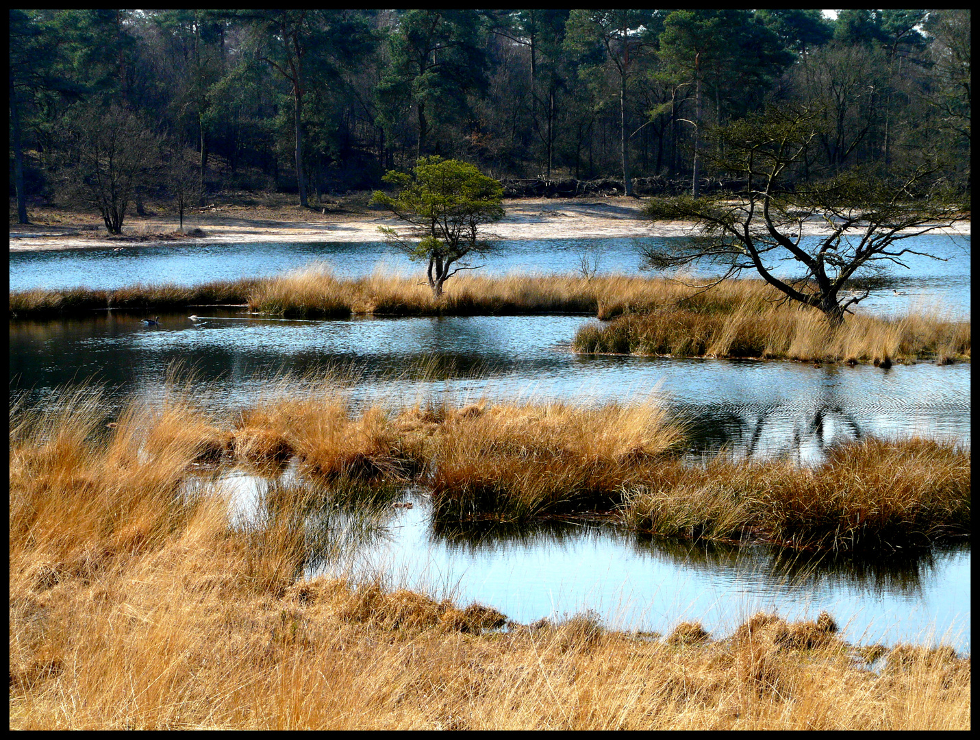 Maasdünen-Landschaft