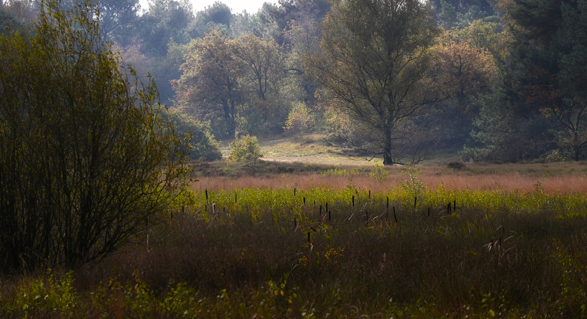 Maasduinen