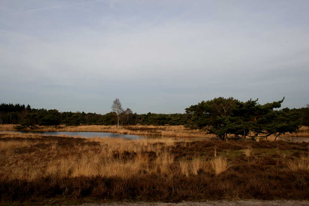 Maasduinen