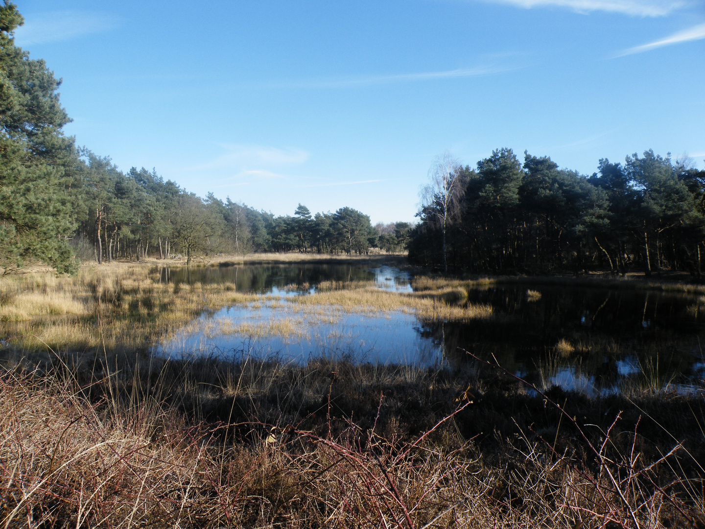 Maasduinen / Nederlands