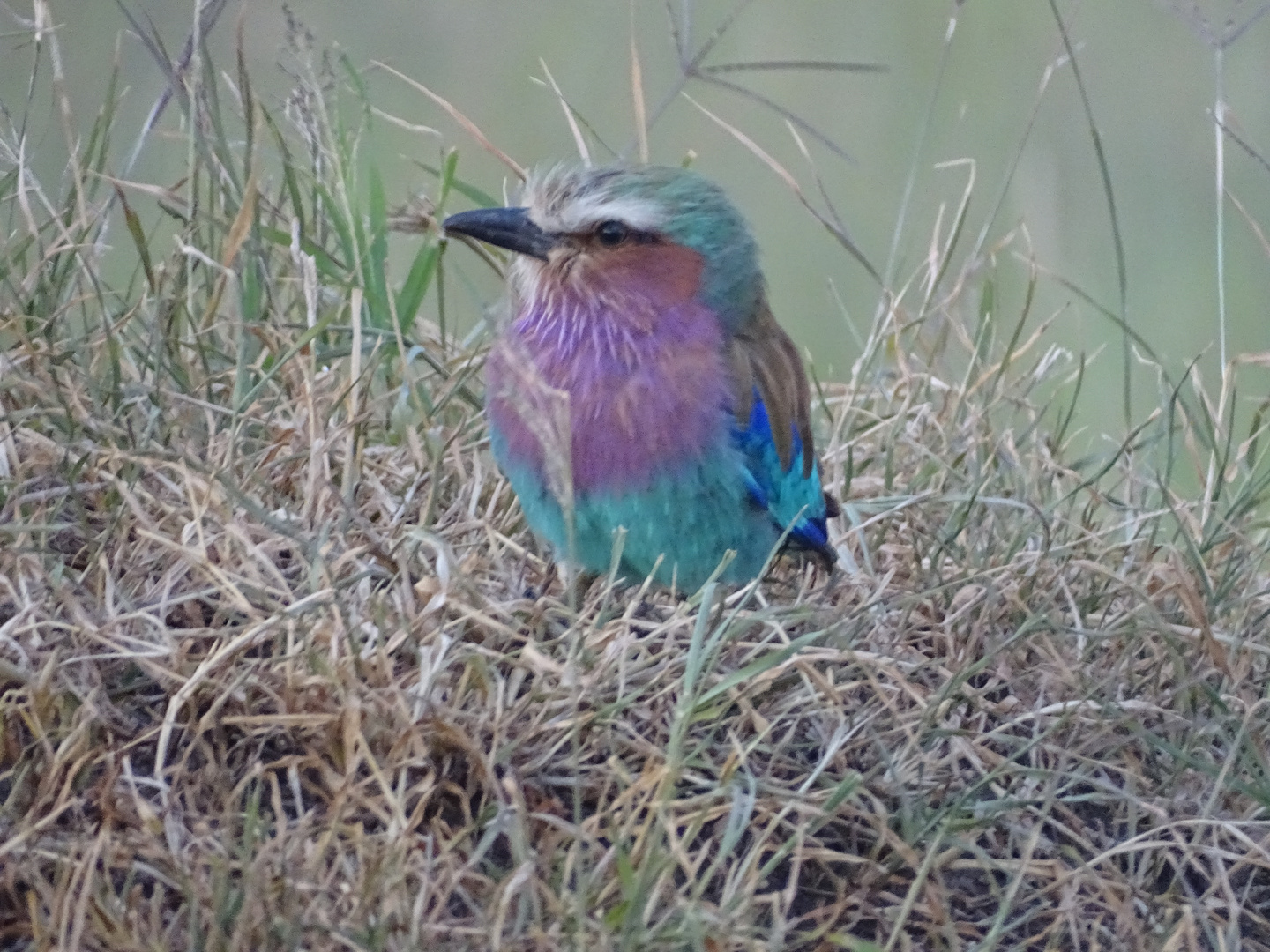 Maasei Mara