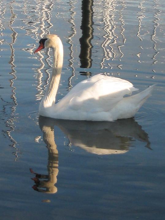 Maasholmer Schwan