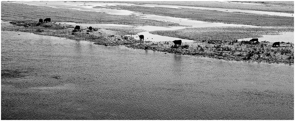 Maaskühe - Kühe als Linie zwischen Wasser und Land