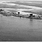 Maaskühe - Kühe als Linie zwischen Wasser und Land