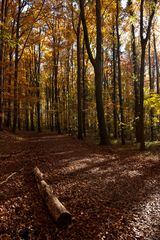 Maastricht - Woods at Sint Pietersberg - 12