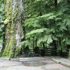 Mac Millan Park Vancouver Island