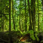 Mac Millan Provincial Park, Vancouver Island