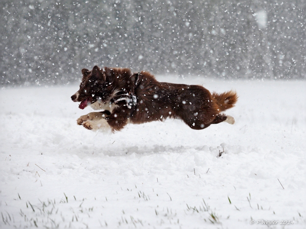 Mac "Snow" fly