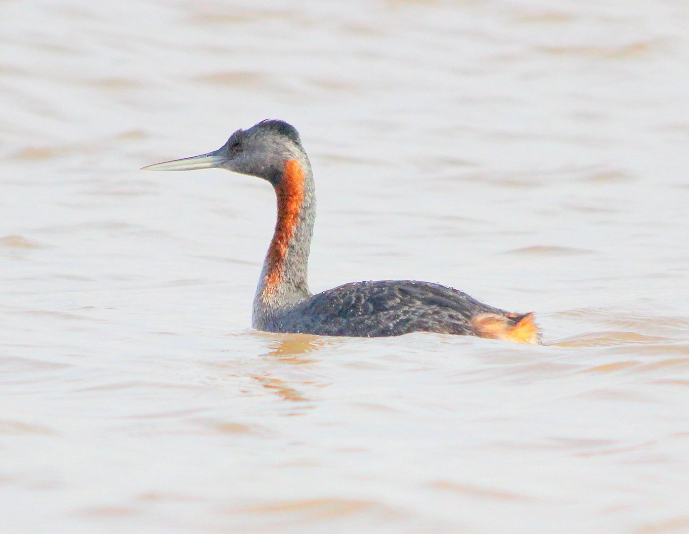 Maca Grande / Great Grebe